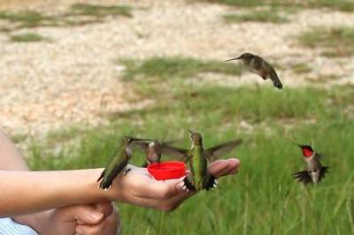 Hummingbirds all seem to want to drink at once in a way quarreling when there is no need.